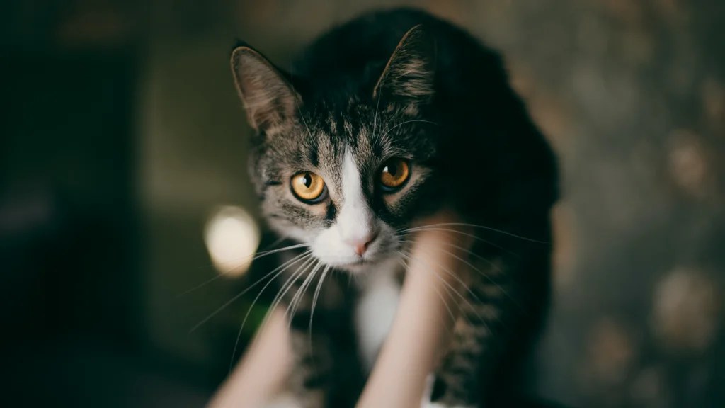 Do Cats Get Pregnant Every Time They Mate? Born For Pets