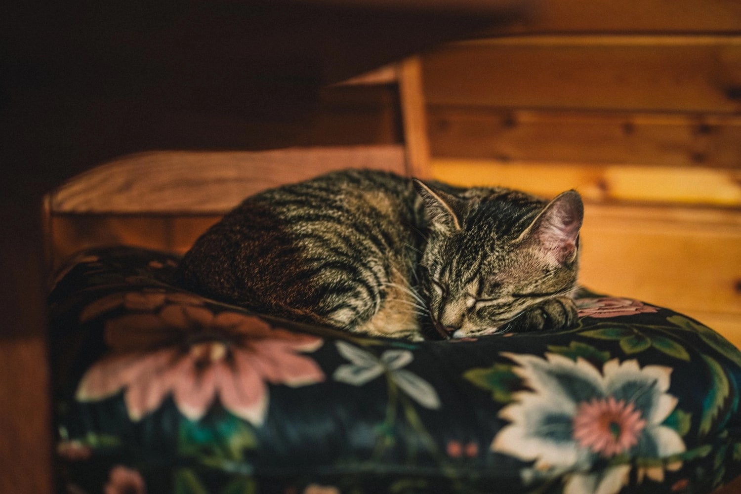 Does Wet Cat Food Need To Be Refrigerated? Born For Pets
