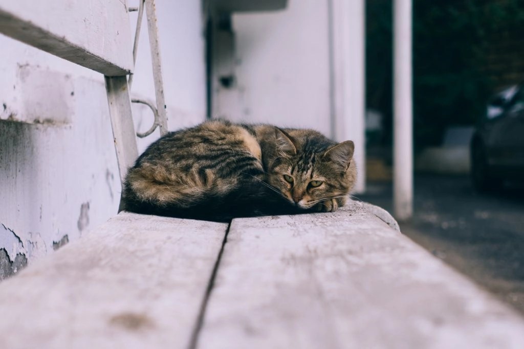 Where Do Stray Cats Go During The Day? Born For Pets