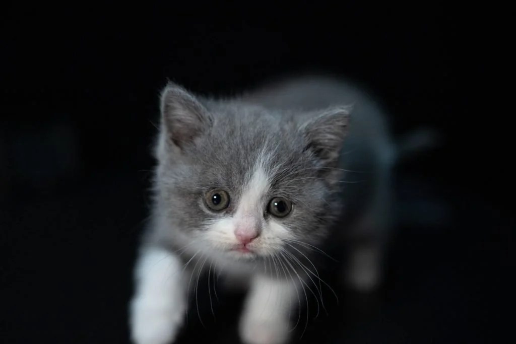 How Often Should A 4 Week Old Kitten Poop? Born For Pets