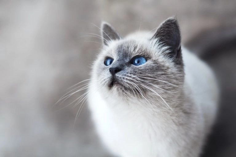 Is It Cat Dandruff Or Flea Eggs? (And What To Look For