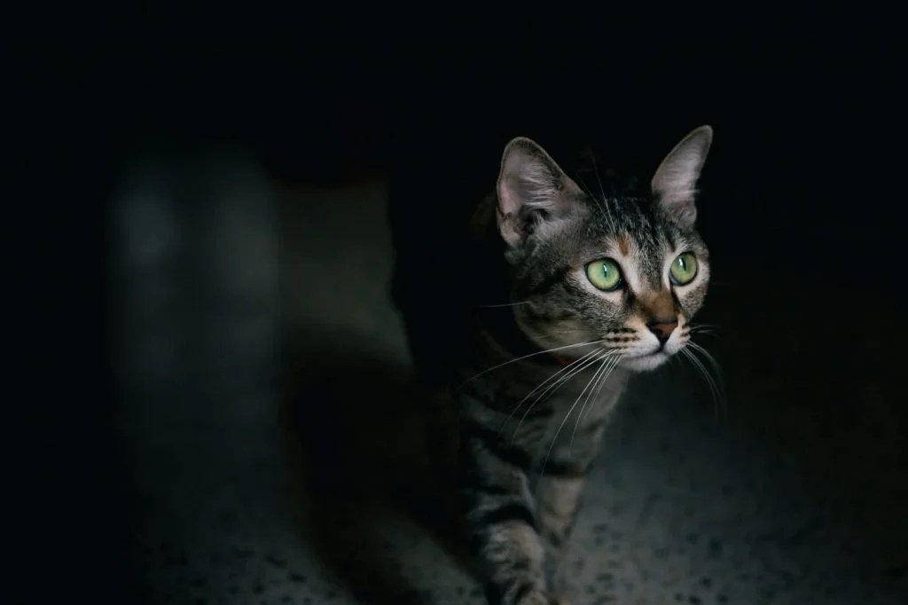 Why Do Cats Crab Walk (Solved) Born For Pets