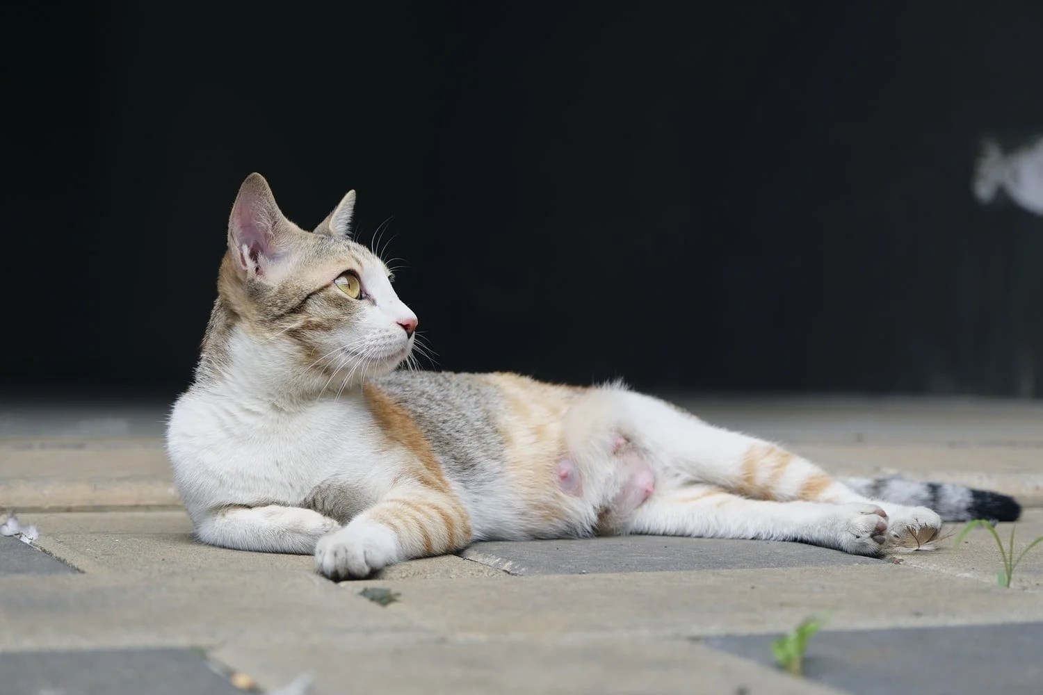 Why Do Cats Eat The Head Off Of Their Prey? (Explained) Born For Pets