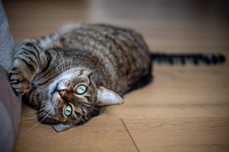Is It Cat Dandruff Or Flea Eggs? (And What To Look For