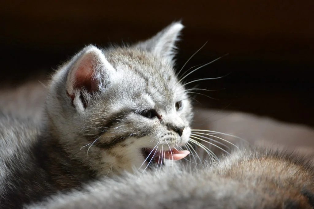 How To Tell If A Kitten Is Dying? (And What To Look For!) Born For Pets
