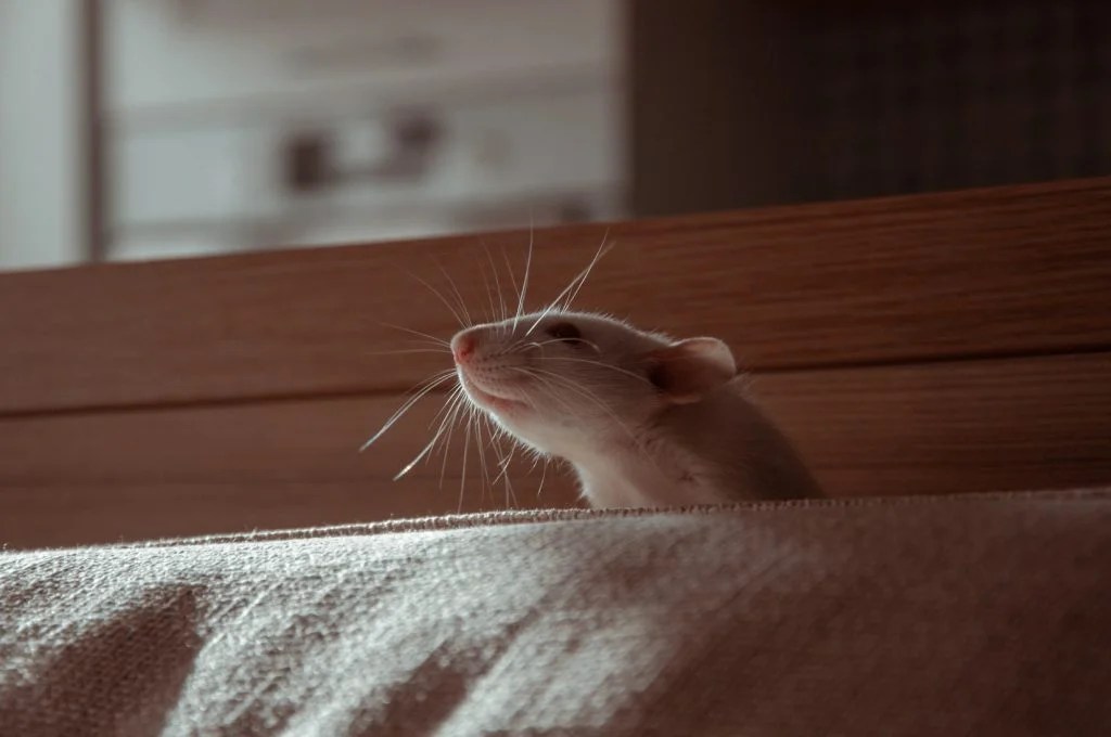 Can A Cat Die From Eating A Poisoned Rat? (Explained) Born For Pets