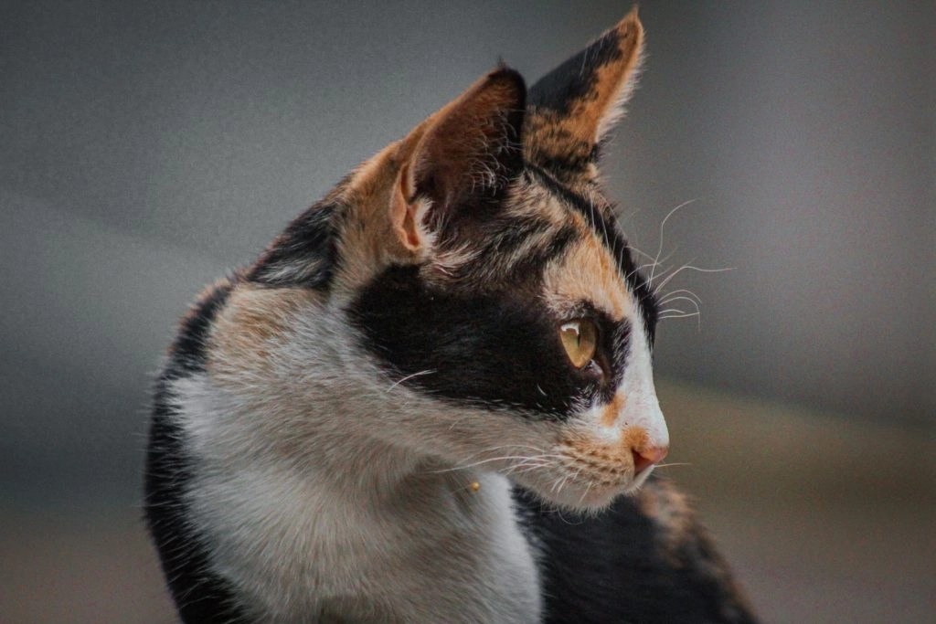 Why does my cat bite her nails? (Explain) Birth of a pet