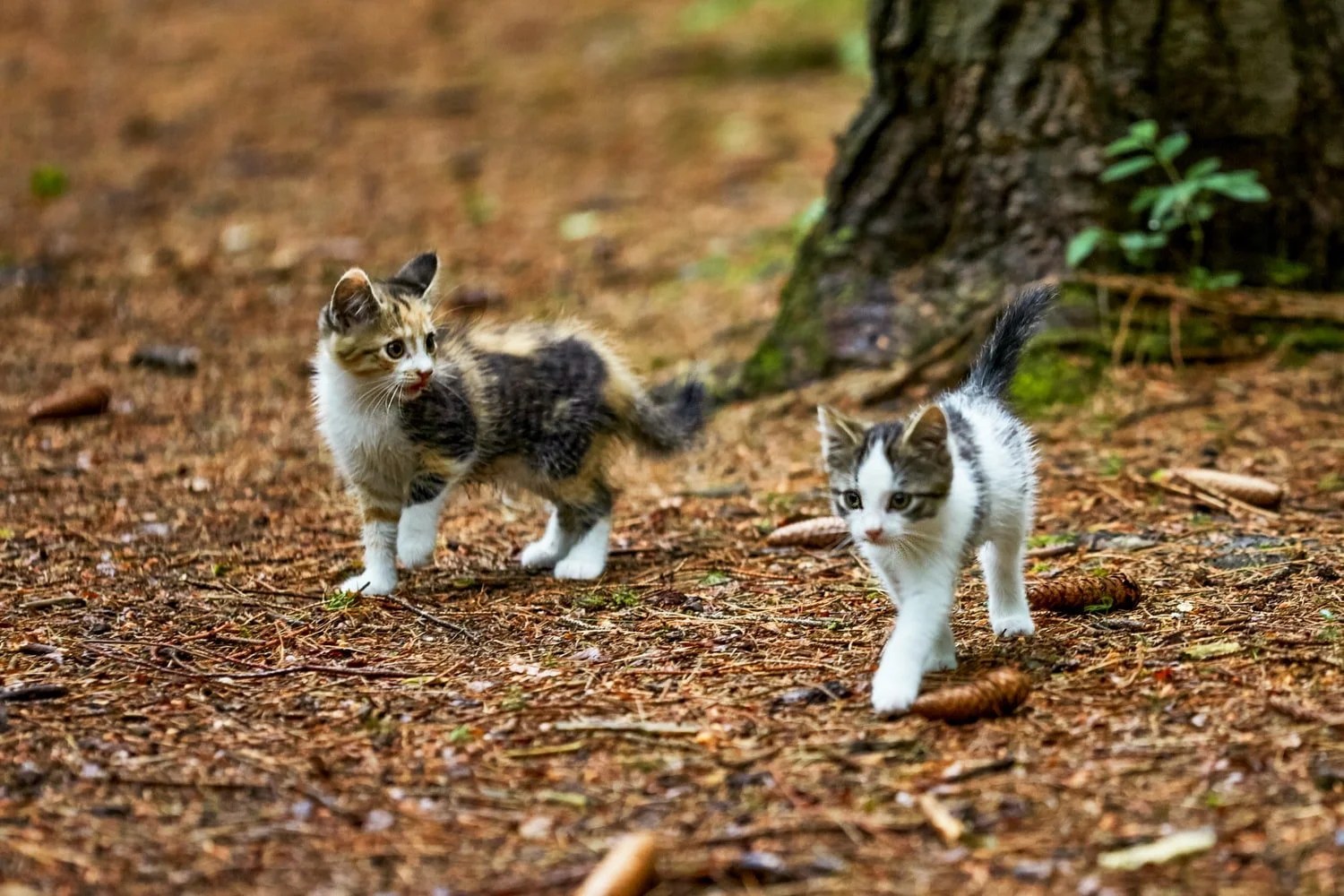 Why Does My Cat Come To Me When I Sing? (Solved) Born For Pets