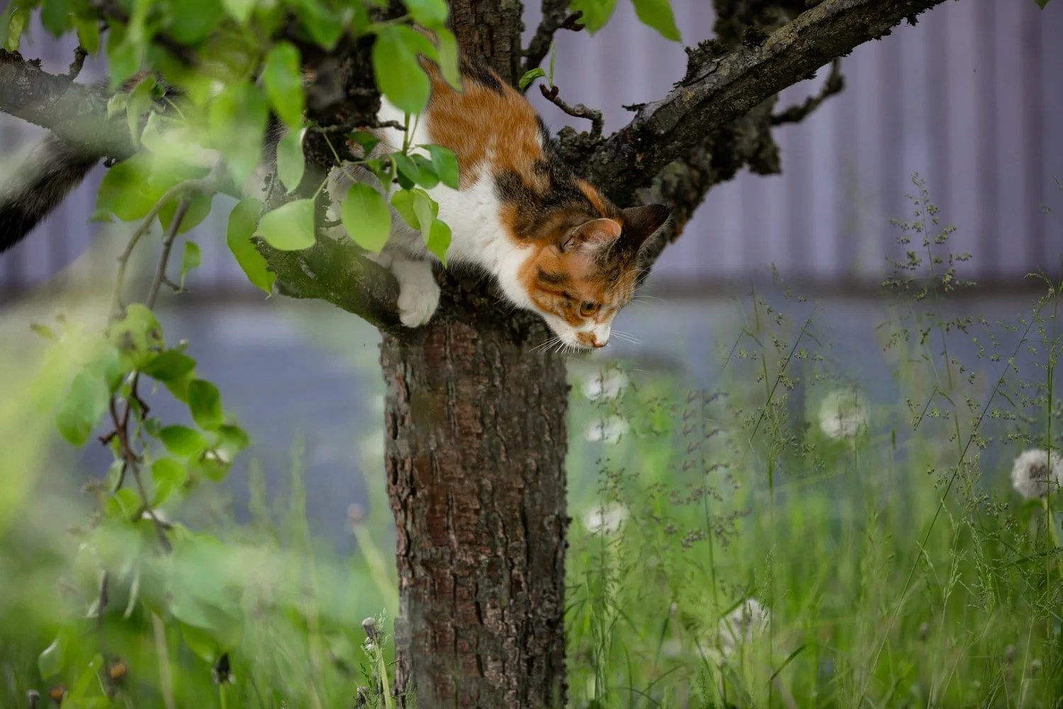 My Cat Ate A Moth! (Helpful Tips) Born For Pets