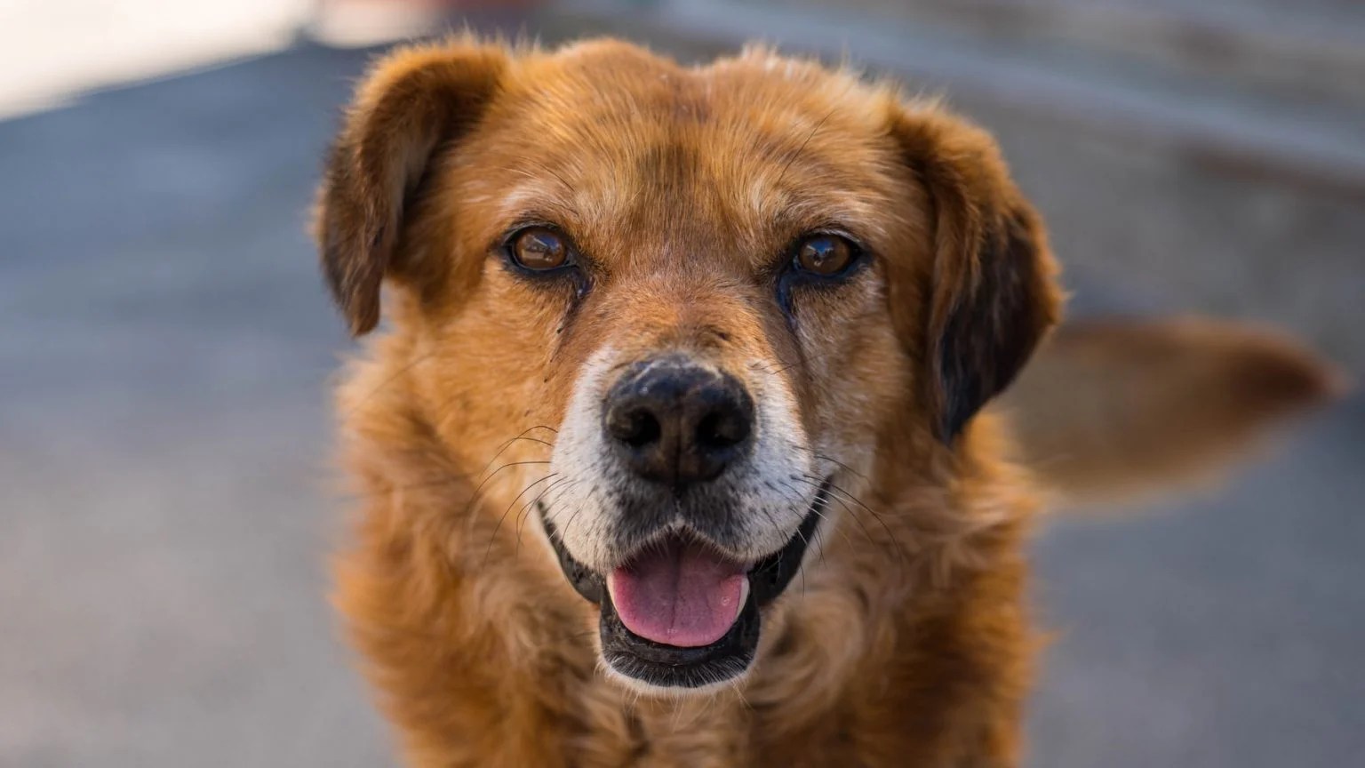 How To Stop Dog From Opening Doors (Helpful Tips) Born For Pets