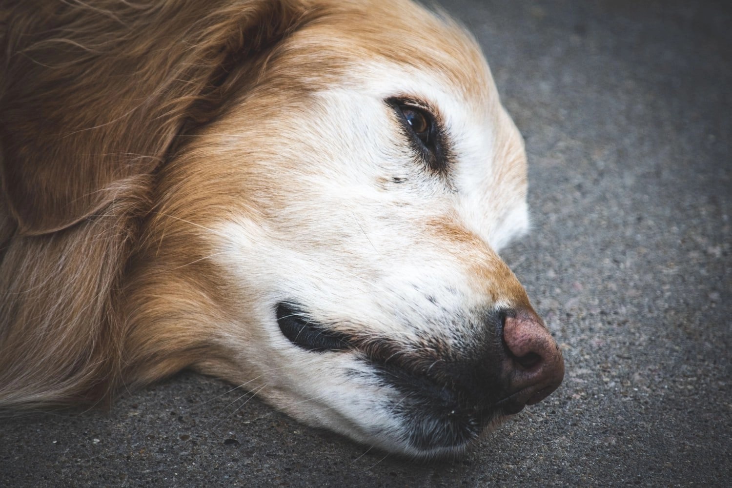 Why Do Puppies Die When They Are Born