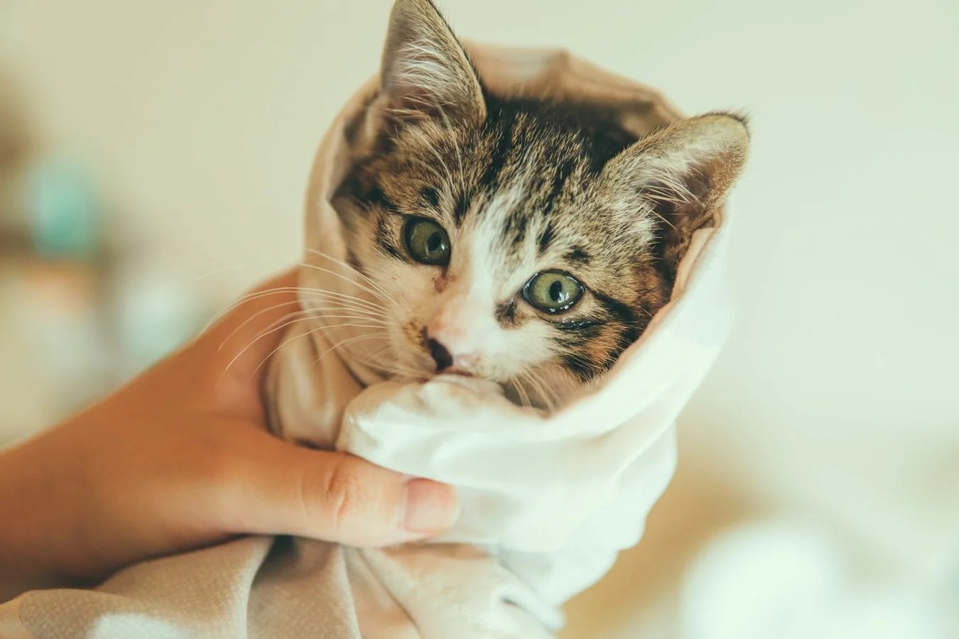 Why Does My Cat Like To Be Held? (Explained and Answered) Born For Pets