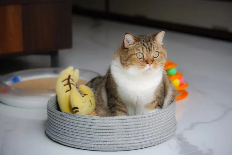 My Cat Won't Eat Prescription Food! (Helpful Tips) Born For Pets