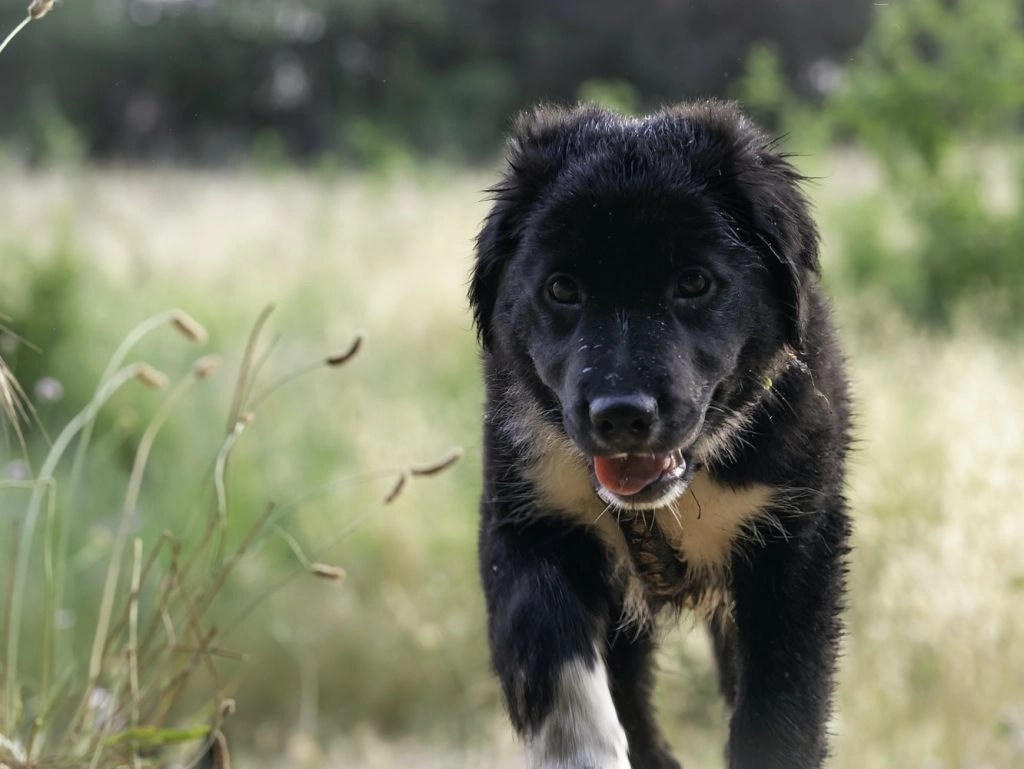 Can Dogs Make Themselves Vomit For Attention