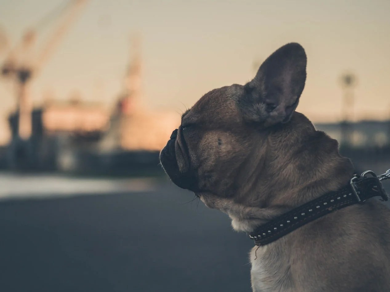 Is It Haram To Touch A Dog? (Solved!) Born For Pets