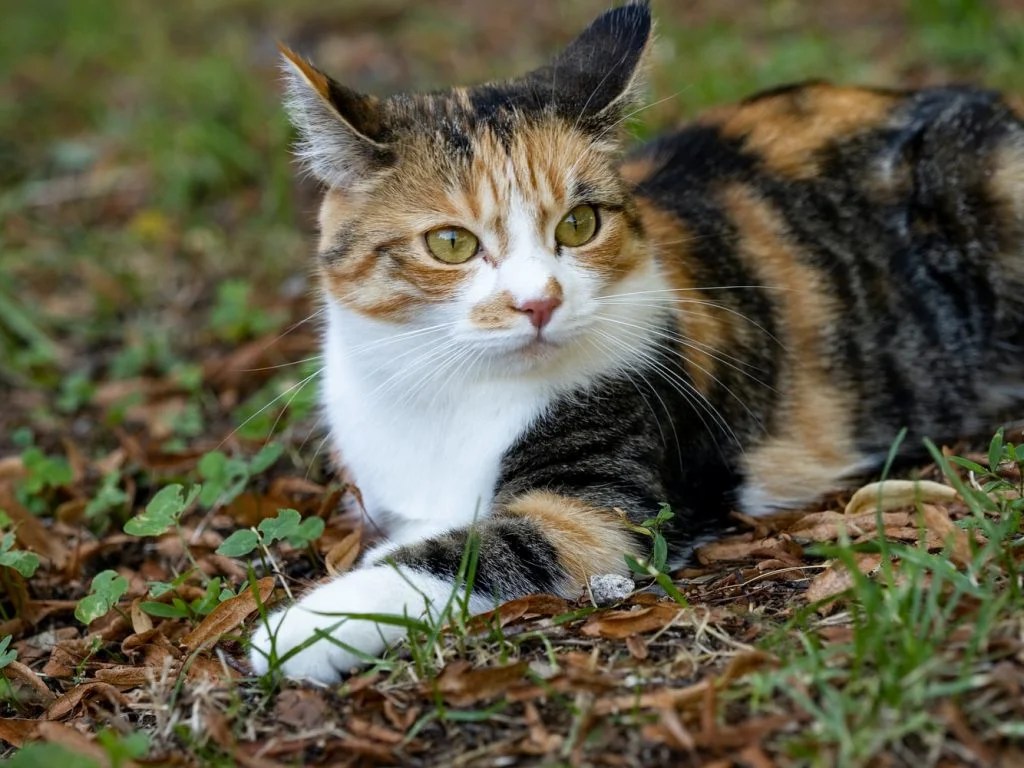 Will Moth Balls Keep Cats Away? (Solved) Born For Pets