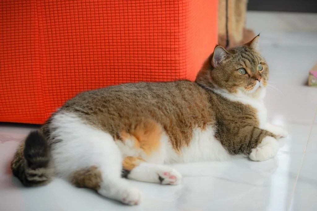 My Cat Ate A Moth! (Helpful Tips) Born For Pets