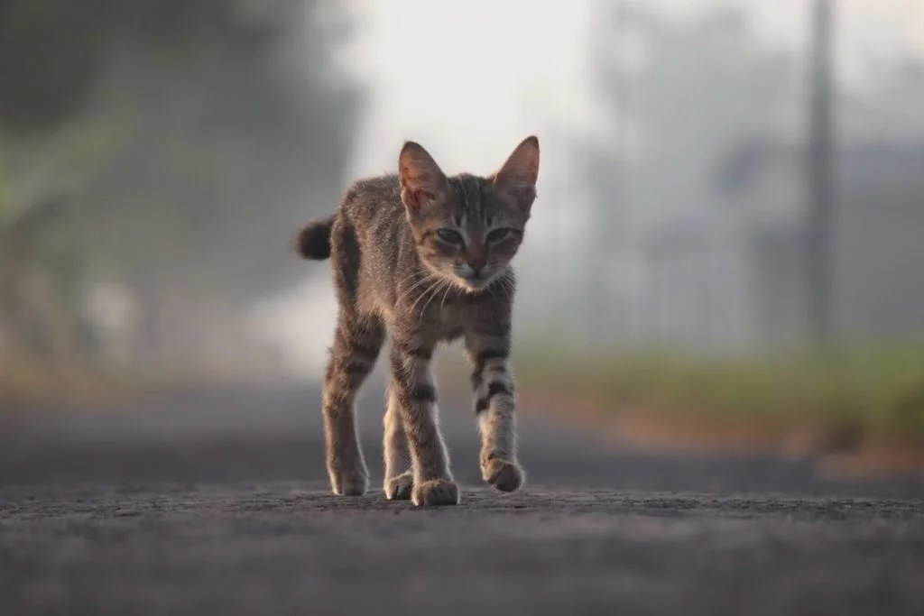 My Cat Keeps Gagging But Nothing Comes Out! (Helpful Tips) Born For Pets