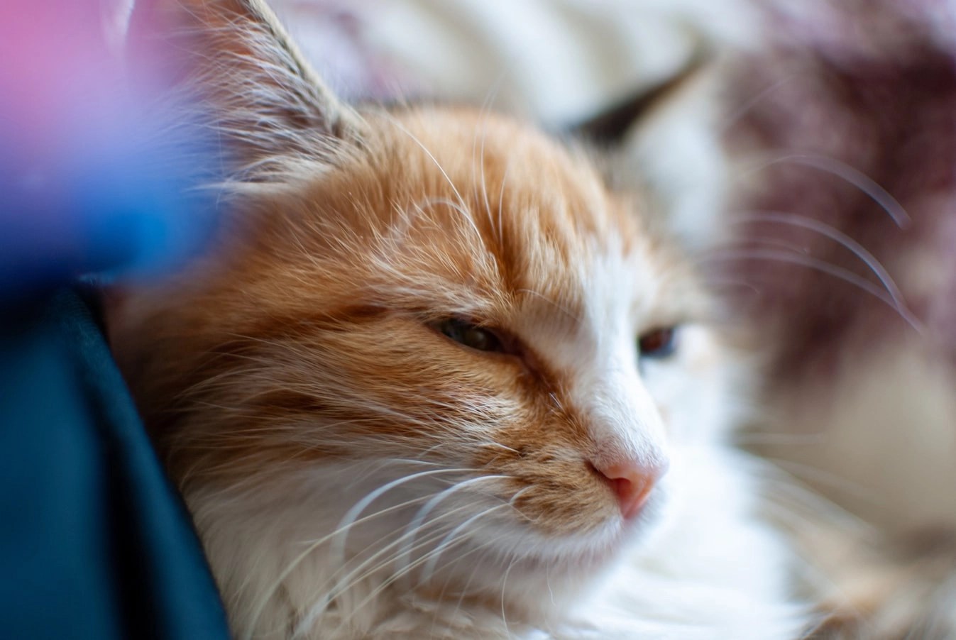 My Cat Won't Eat Prescription Food! (Helpful Tips) Born For Pets