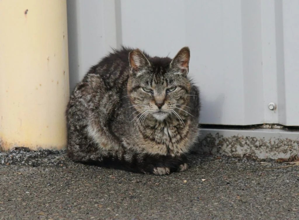 Will Moth Balls Keep Cats Away? (Solved) Born For Pets