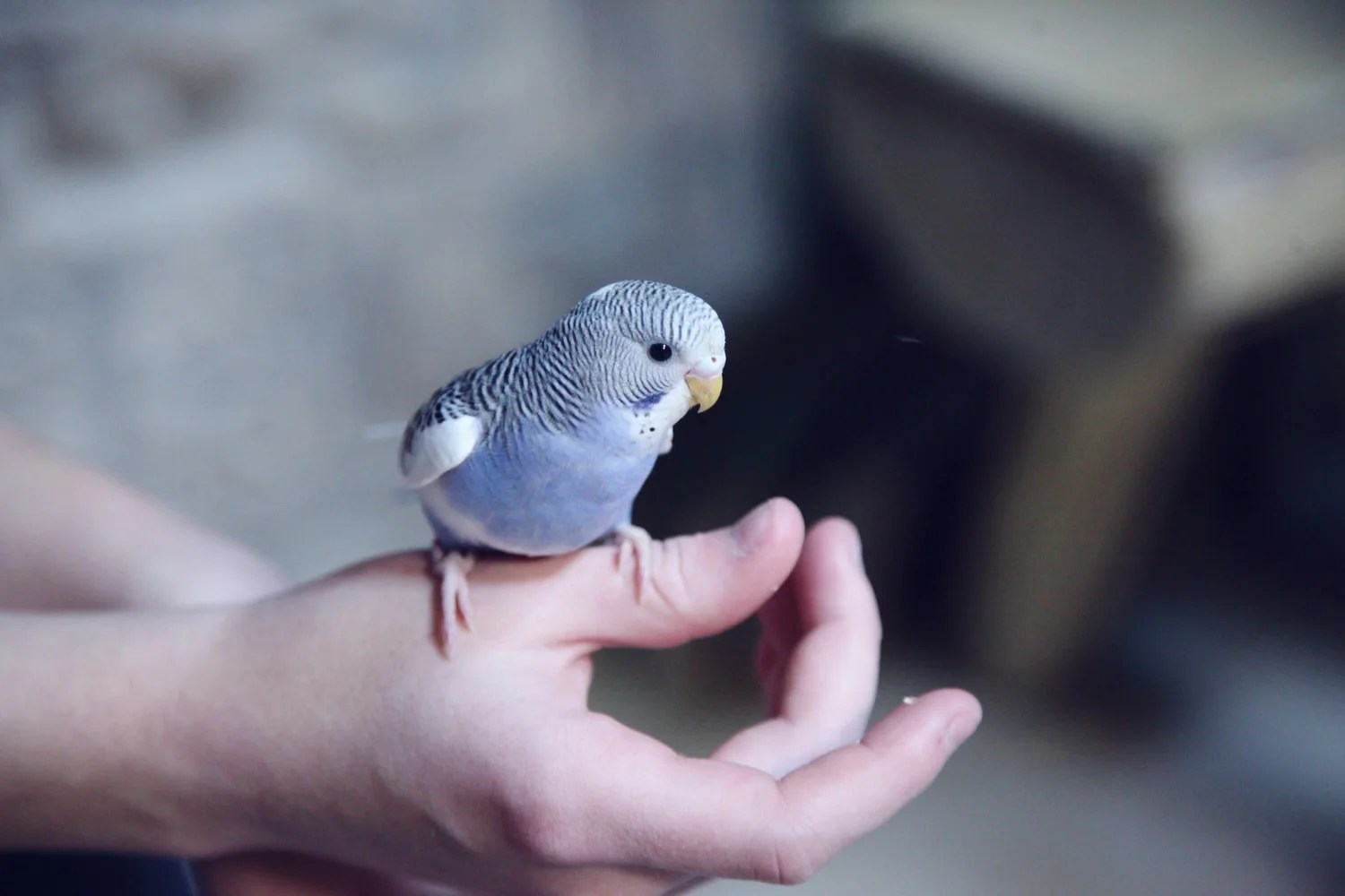 Can Birds Sense Emotions In Humans? (Explained!) Born For Pets