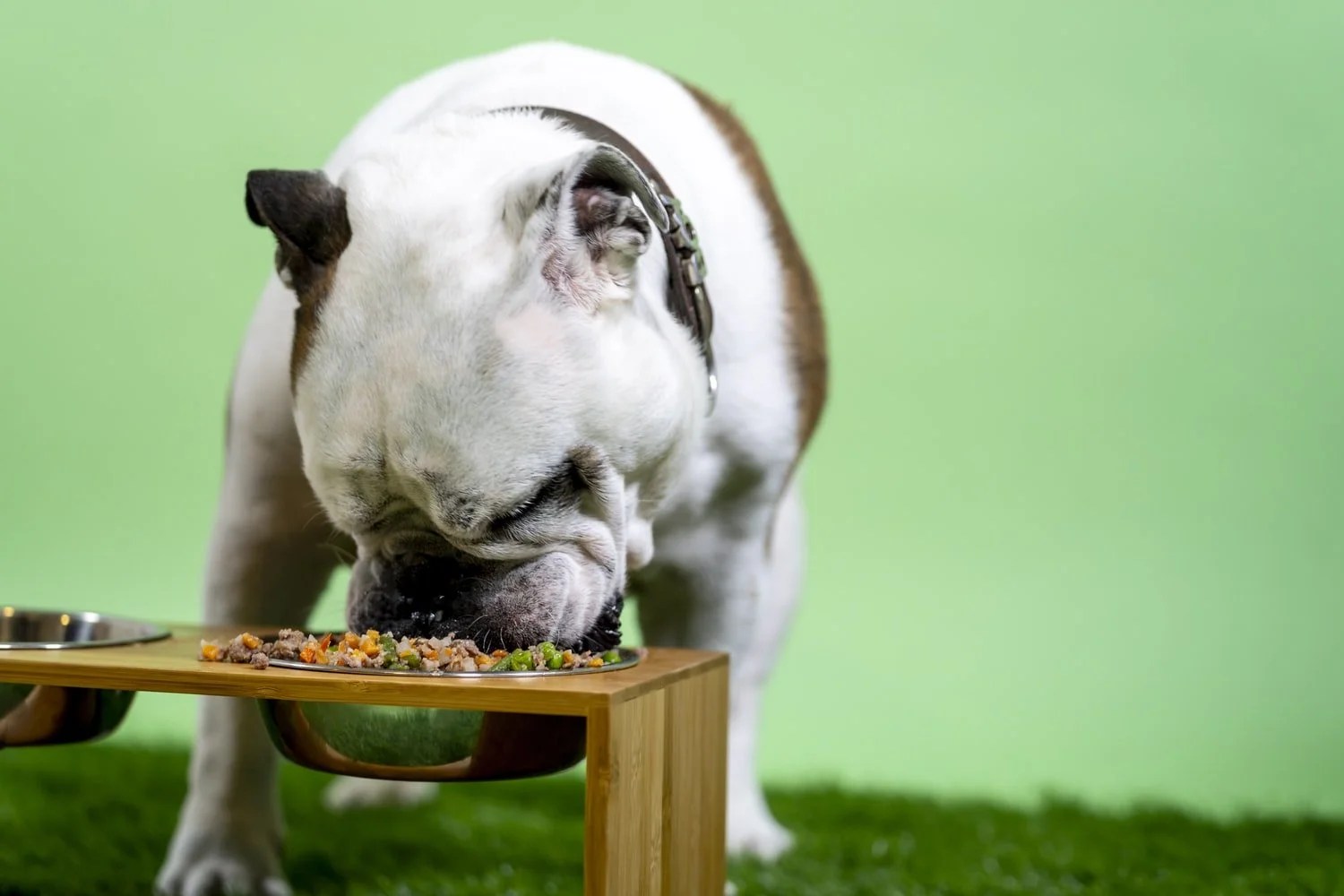 Can Dogs Eat The Same Food Every Day? (Answered!) Born For Pets