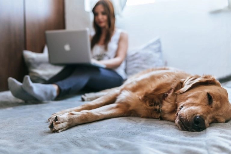 Why Is My Dog Breathing Fast While Sleeping? (Answered!) Born For Pets