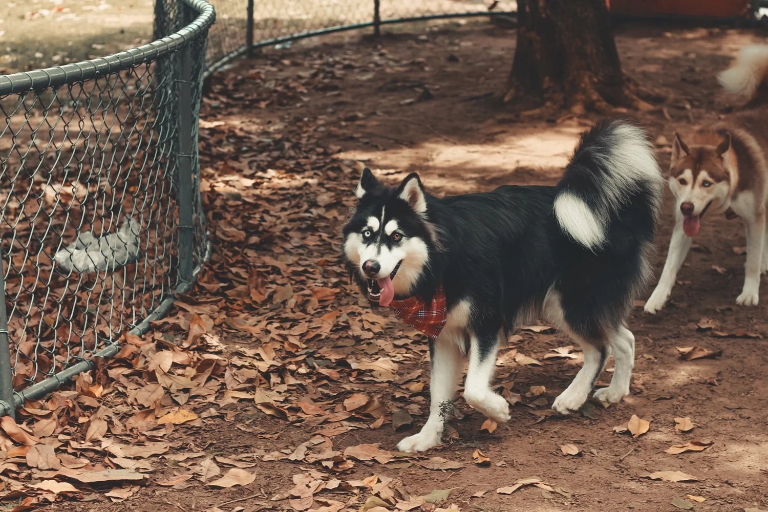 Is Coconut Husk Safe For Dogs? (Answered!) Born For Pets