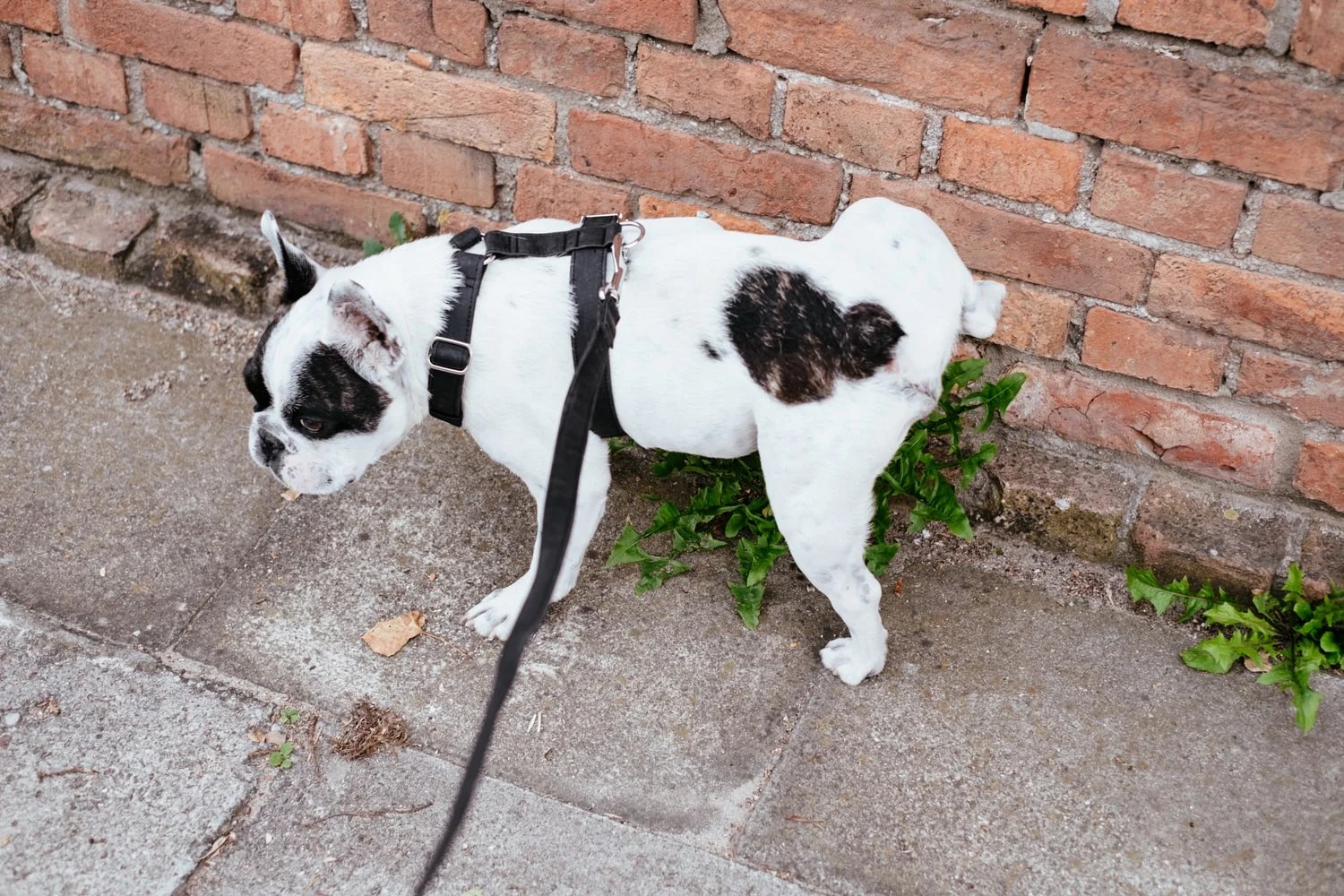 How To Get Dog To Stop Peeing On Patio? (Helpful Tips!) Born For Pets