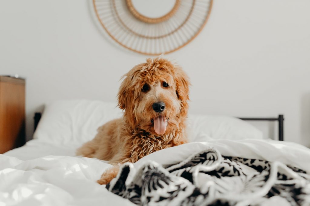 Why Does My Dog Lay In My Spot On The Bed? (Explained!) Born For Pets
