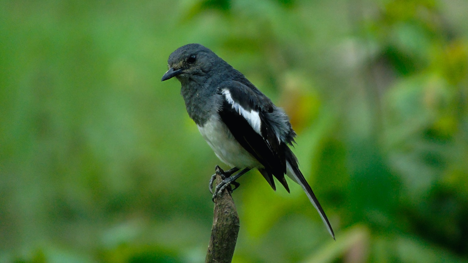 Can Birds Eat Sesame Seeds? (Answered!) Born For Pets