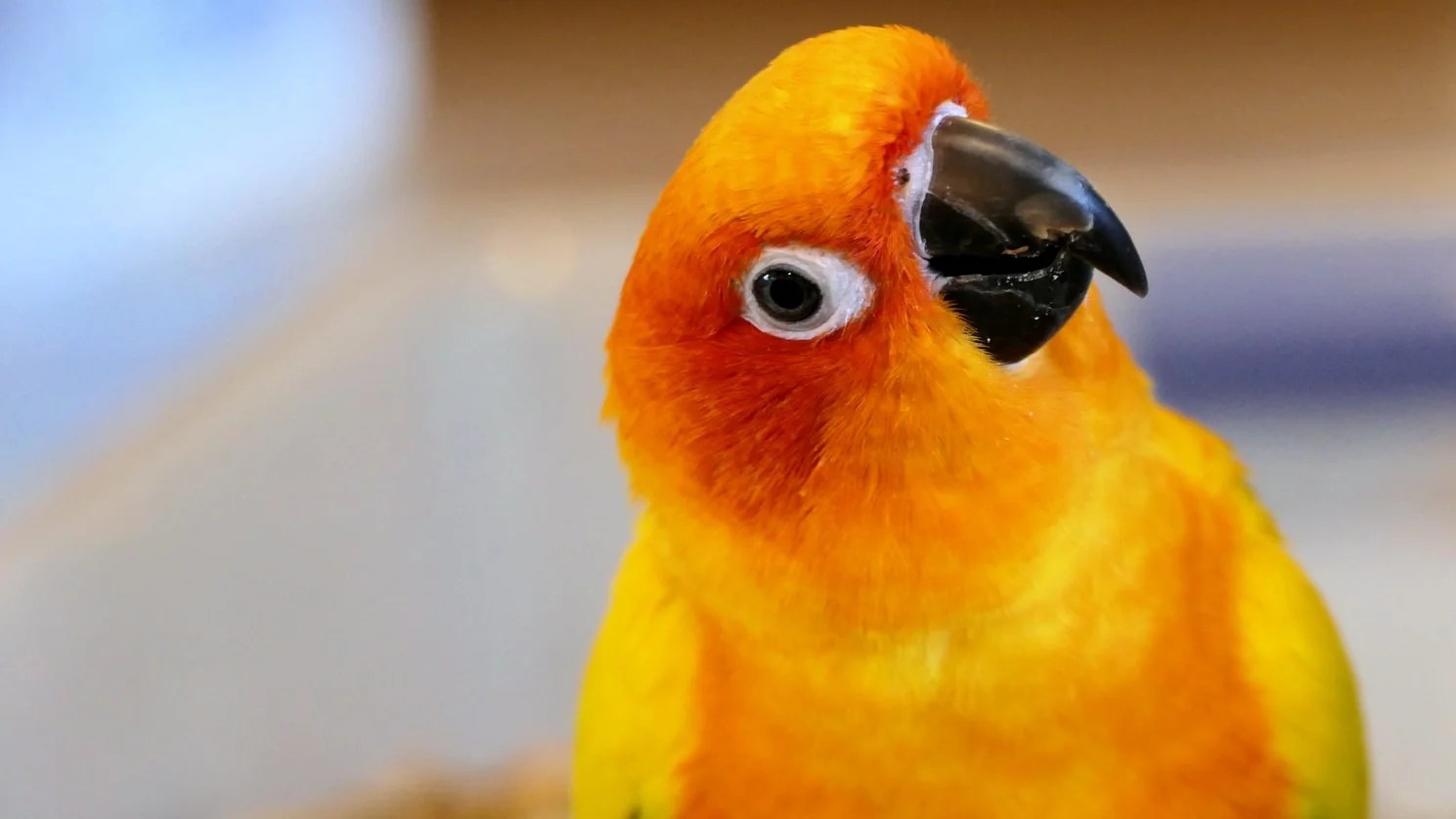 Can Birds Sense Emotions In Humans? (Explained!) Born For Pets