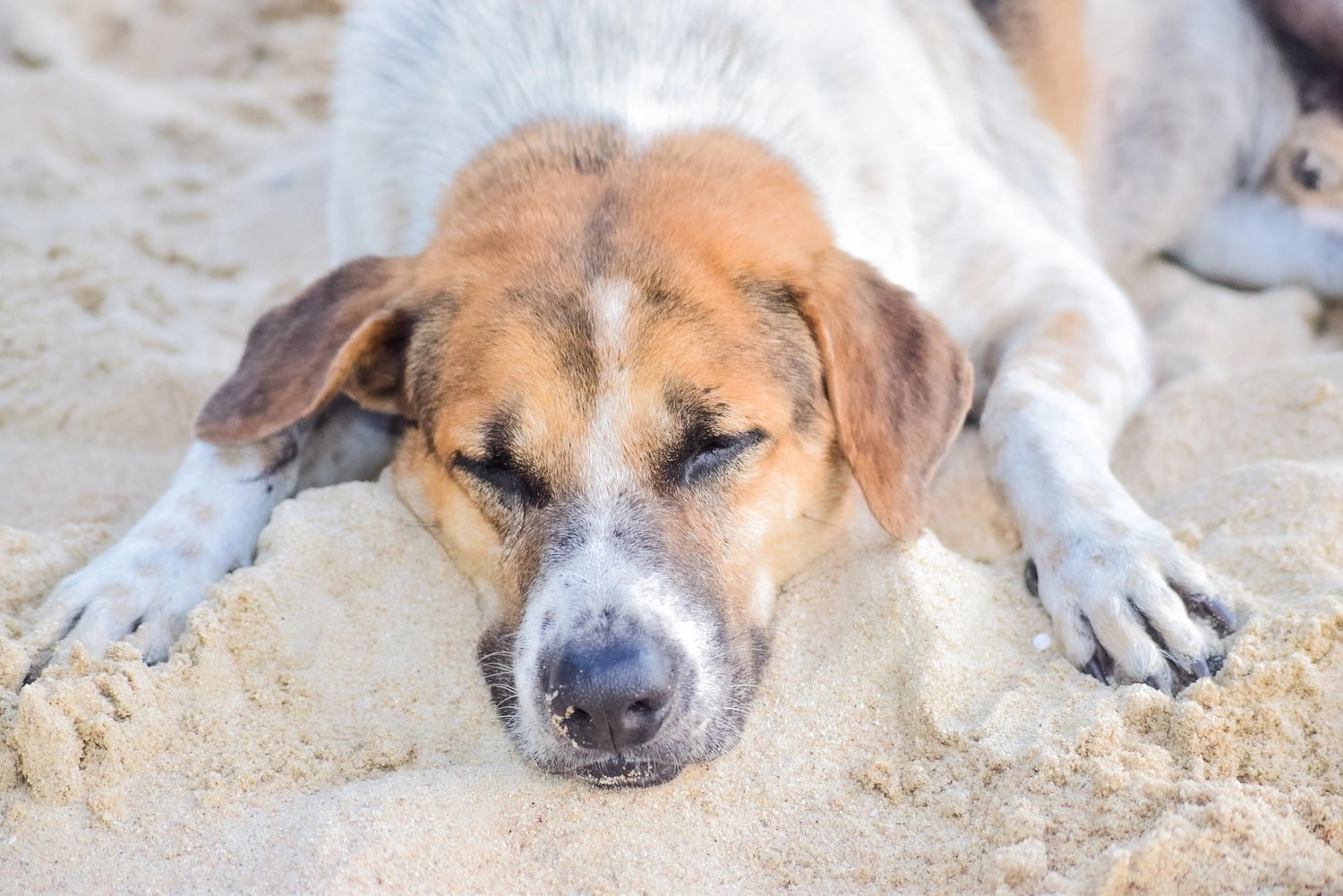 My Dog Ate Popcorn And Is Throwing Up! (Helpful Tips