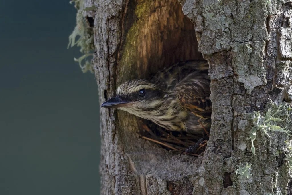 Do Mother Birds Sleep In The Nest With Their Babies? (Answered!) Born