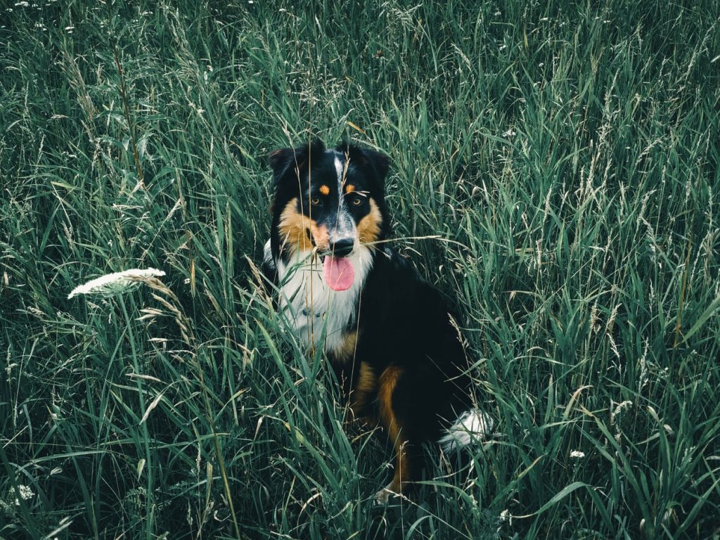 Why Is Dog Stomach Gurgling Eating Grass? (Answered!) Born For Pets