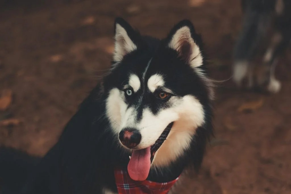 Is Coconut Husk Safe For Dogs? (Answered!) Born For Pets