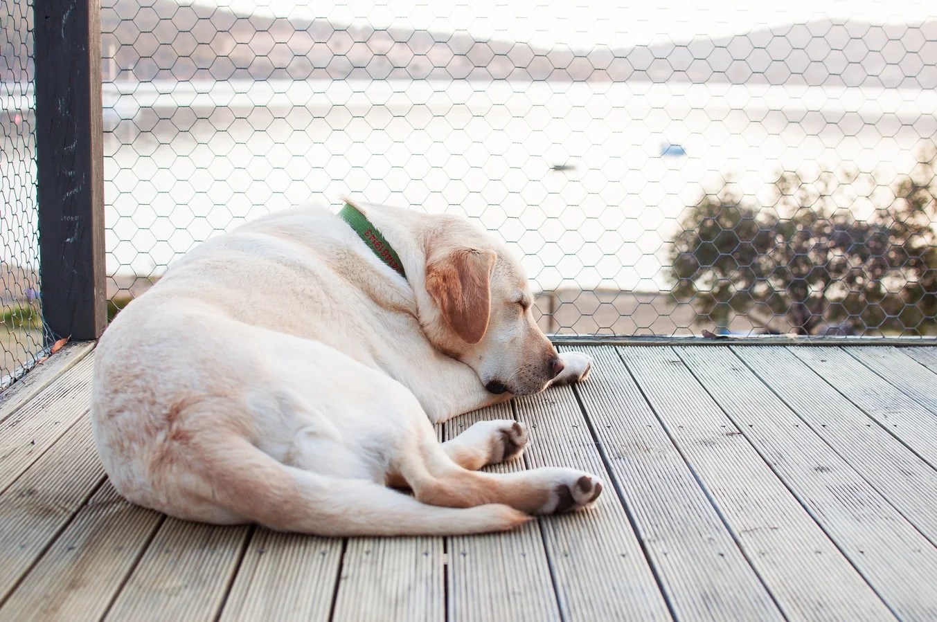 How To Stop A Dog From Peeing On Patio Furniture at Juan Booker blog