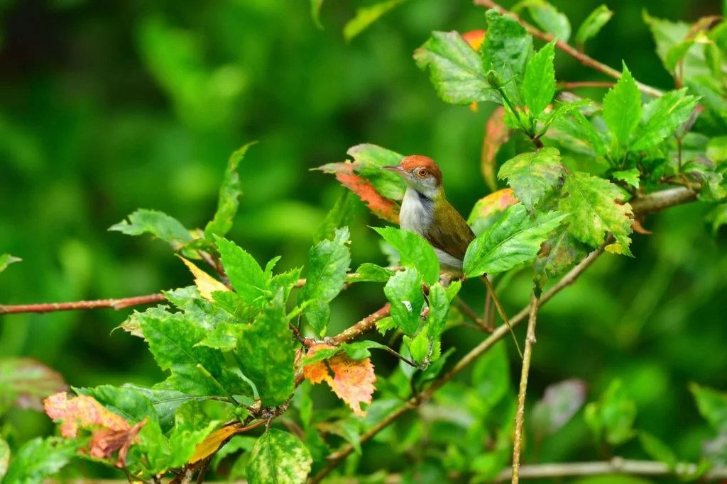 Can Birds Eat Coconut? (Answered!) Born For Pets