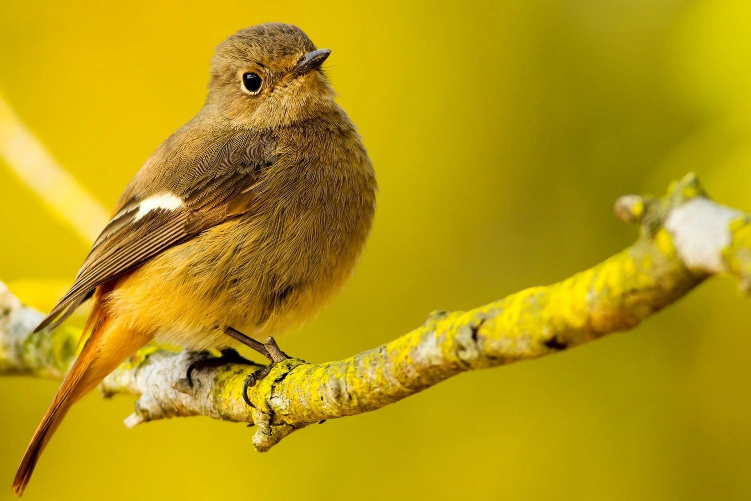 Can Birds Pick Up Their Babies? (Answered!) Born For Pets