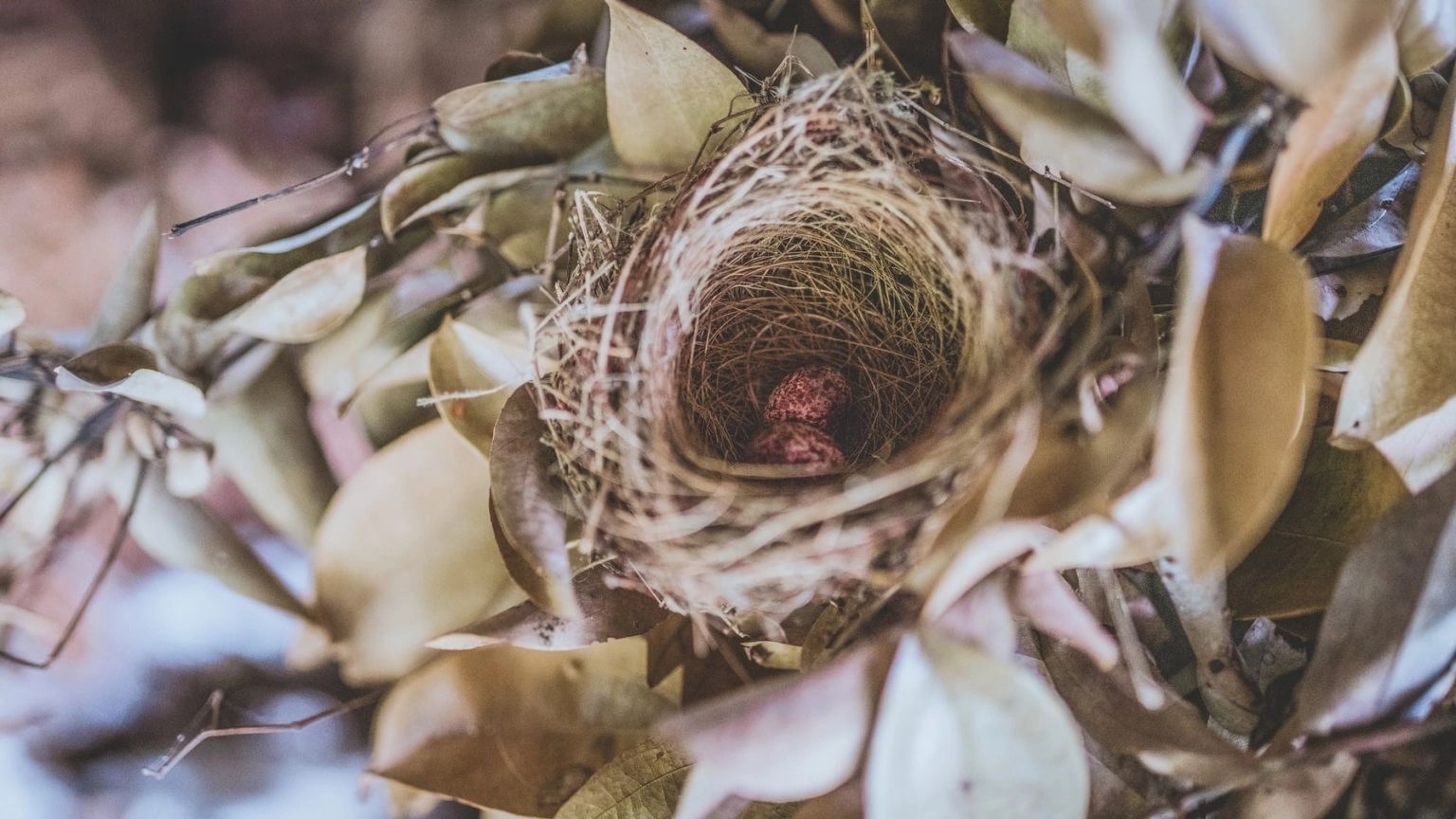 Do Birds Use Human Hair For Nests? (Solved!) Born For Pets