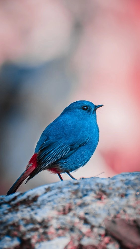 Can Birds Pick Up Their Babies? (Answered!) Born For Pets