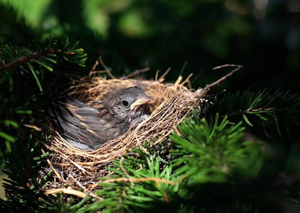 Do Birds Use Human Hair For Nests? (Solved!) Born For Pets
