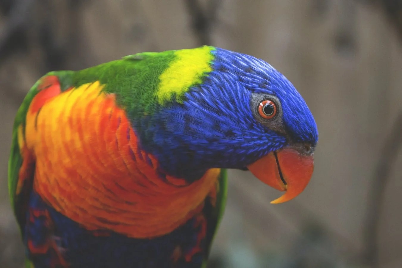 Why Is Bird Sitting On Ground Not Moving? (Explained!) Born For Pets