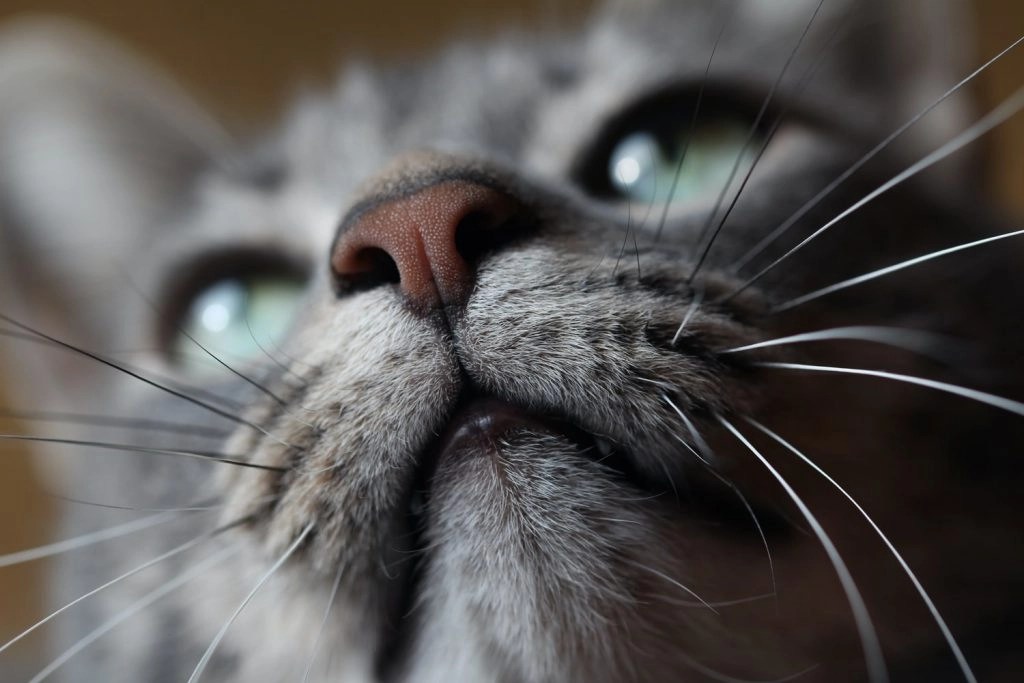 Why Does My Cat Have Black Boogers? Born For Pets