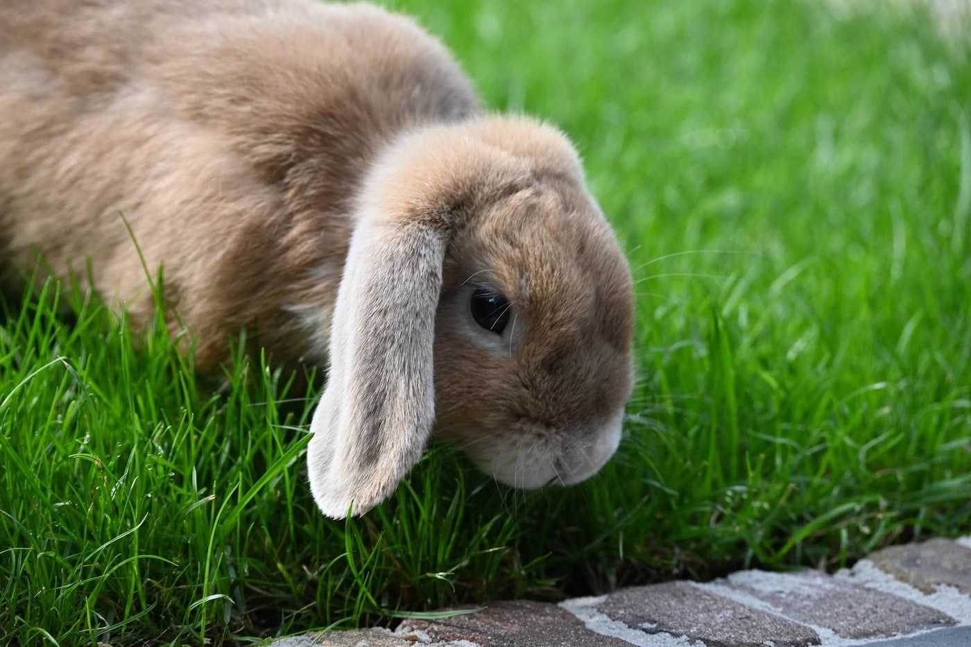 Can Rabbits Eat Pea Shoots? (Answered!) Born For Pets