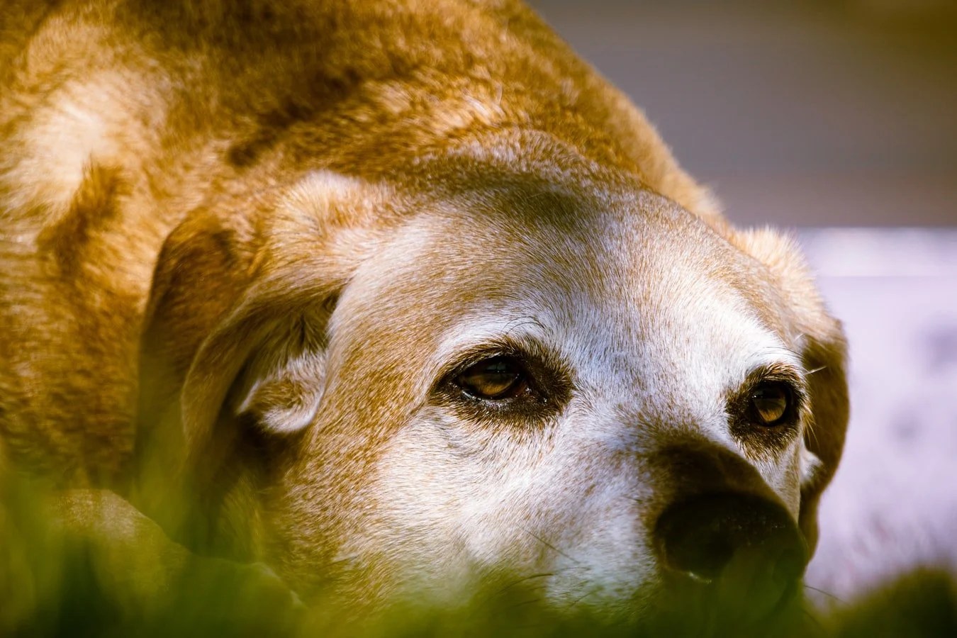 Why Does Old Dog Suddenly Want To Stay Outside? Born For Pets