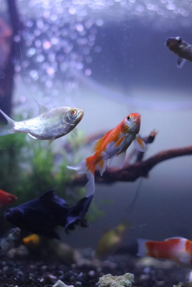How To Keep Fish Tank Clean Without Changing Water Born For Pets