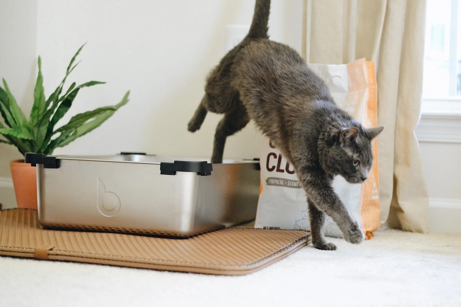 Do Cats Need Light To Use Litter Box? Born For Pets
