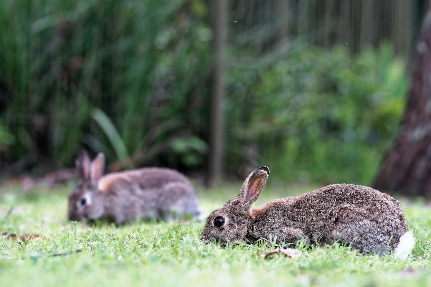 Can Two Female Rabbits Live Together? Born For Pets