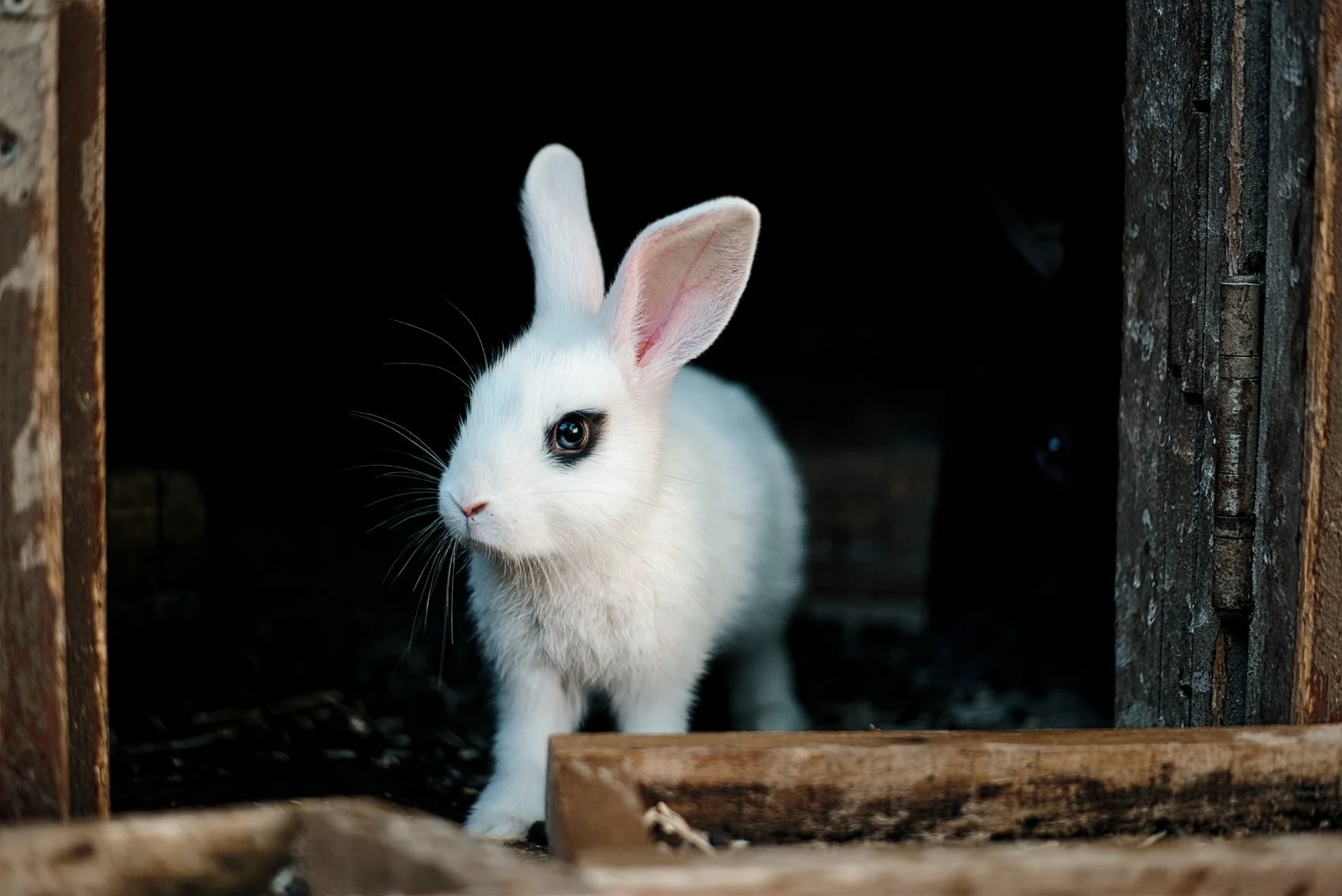 Does Rabbit Pee Smell? (Answered!) Born For Pets